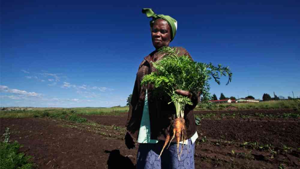 Women farmer in South Africa