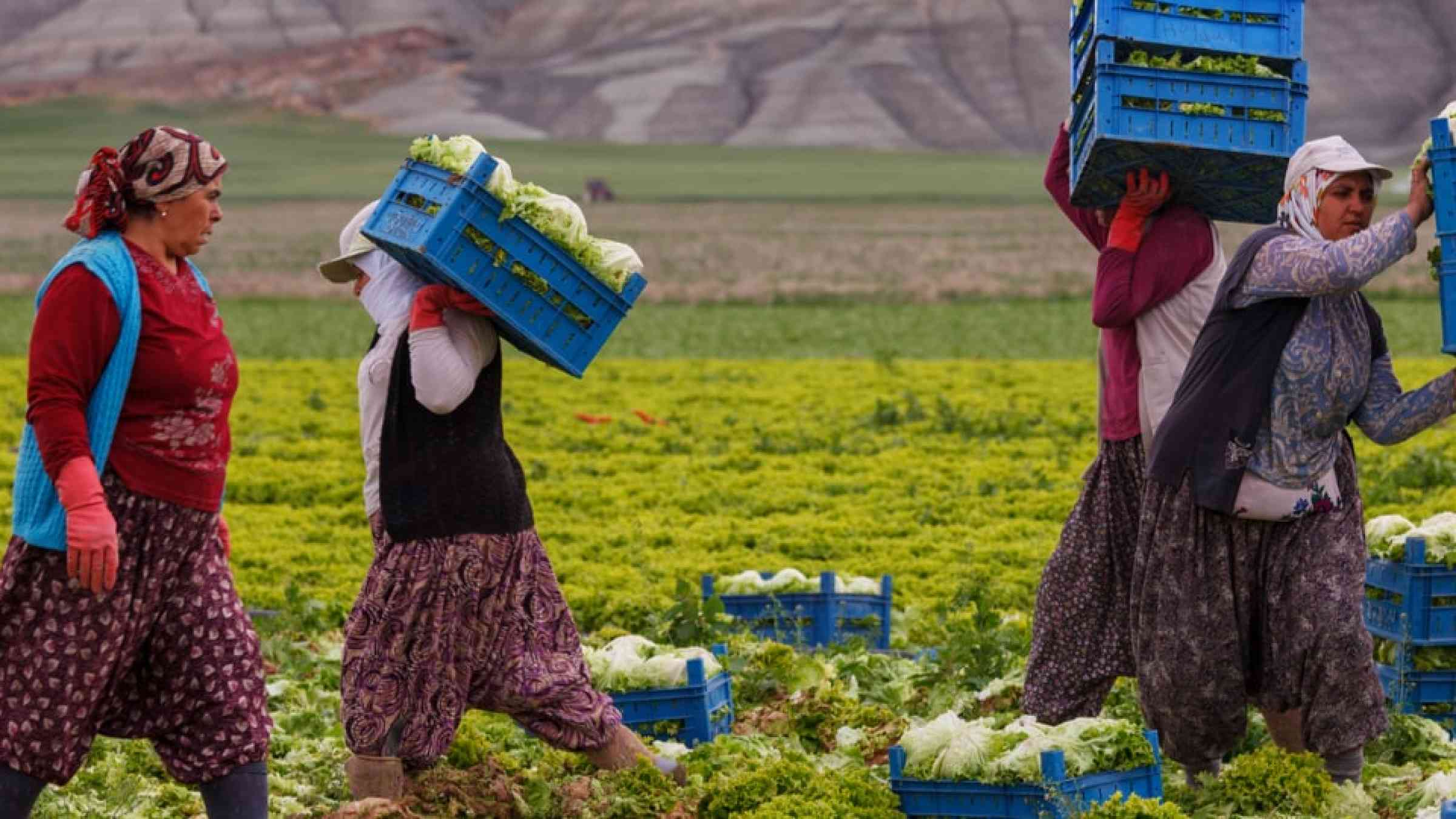 Women working as seasonal workers in a field of cabbage in Nallihan, Turkey