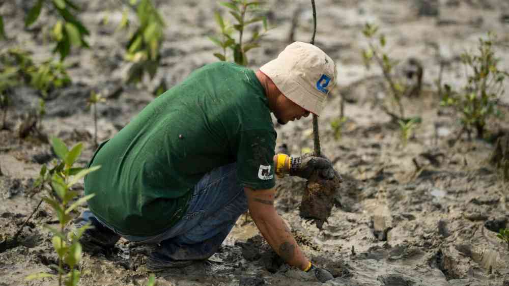A volunteer plants a mangrove sapling in Gelang Patah, Johor, Malaysia