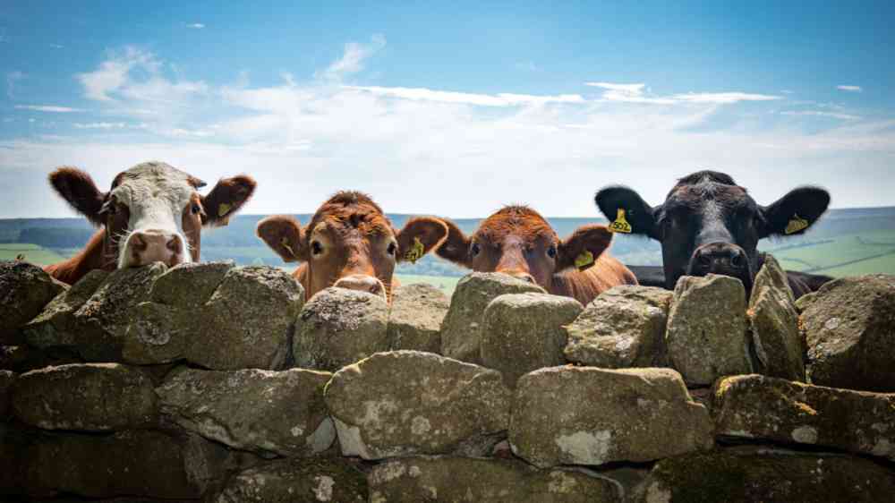 Herd of cows in North Yorkshire Moors, England.