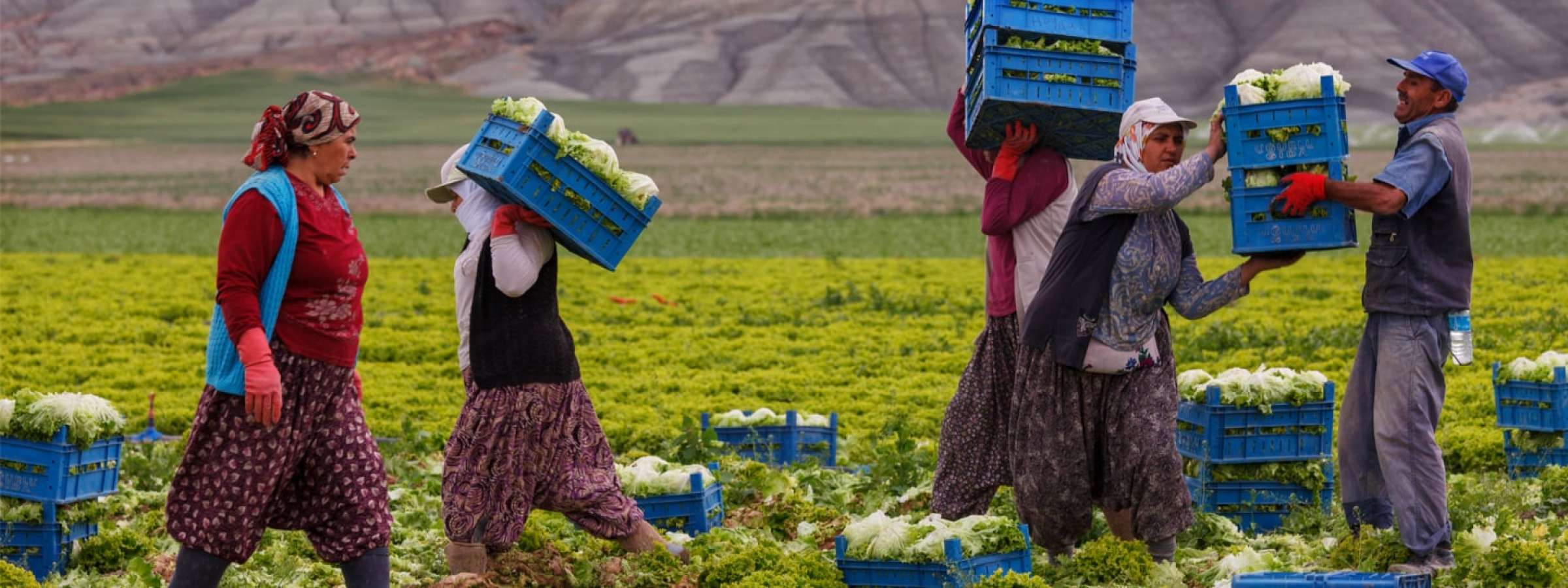 Women working as seasonal workers in a field of cabbage in Nallihan, Turkey